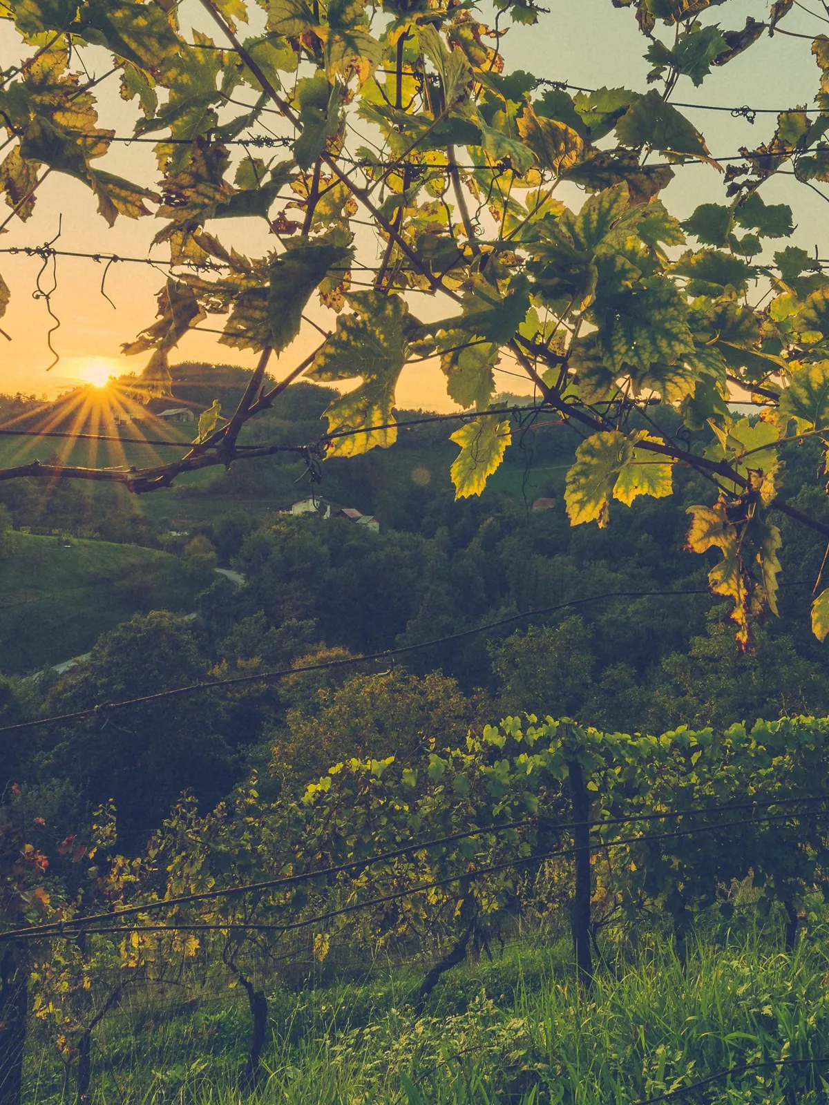 A vineyard at sunset on the Umbrian hills, its leaves lit by the low sun